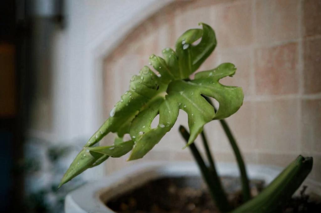 Monstera deliciosa variegata: características y cuidados