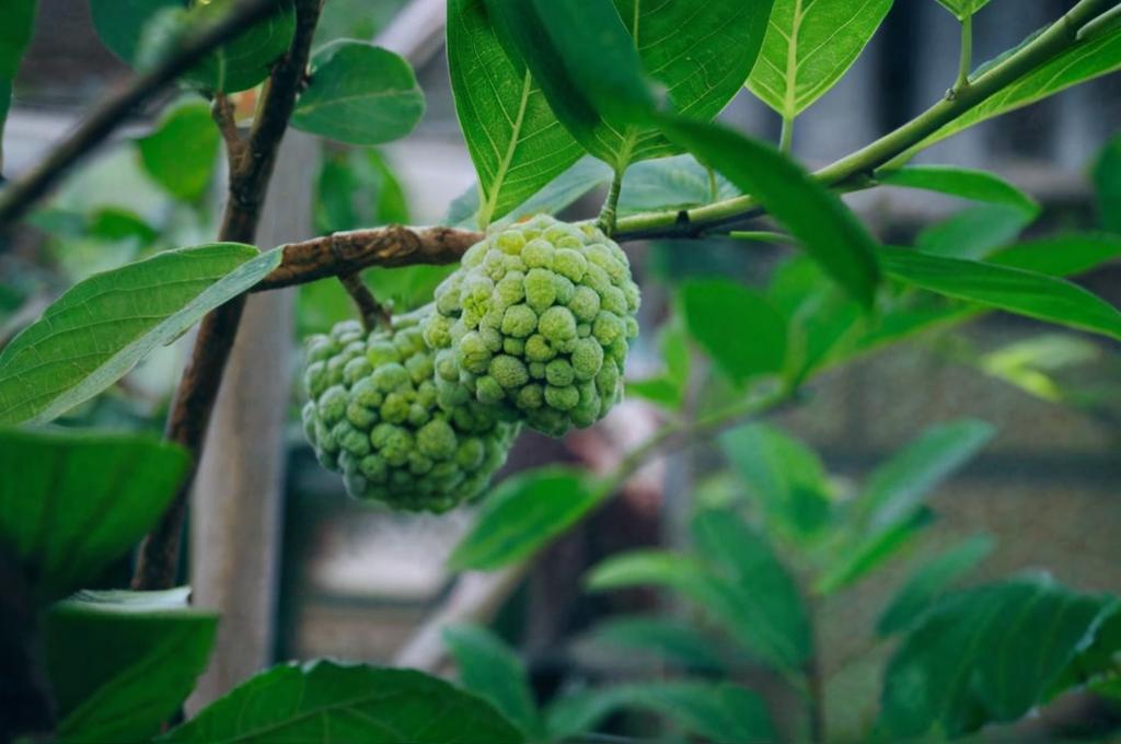 Annona squamosa el árbol cuyos frutos son parecidos a las chirimoyas