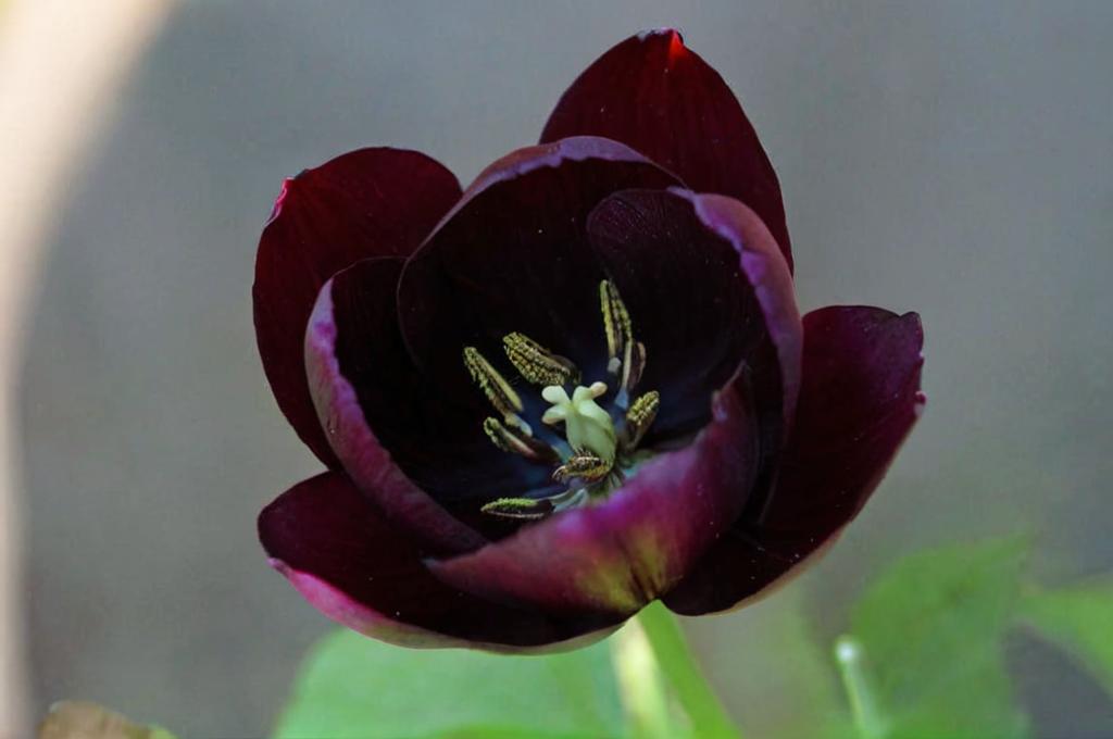 Tulipán reina de la noche, el más oscuro de todos