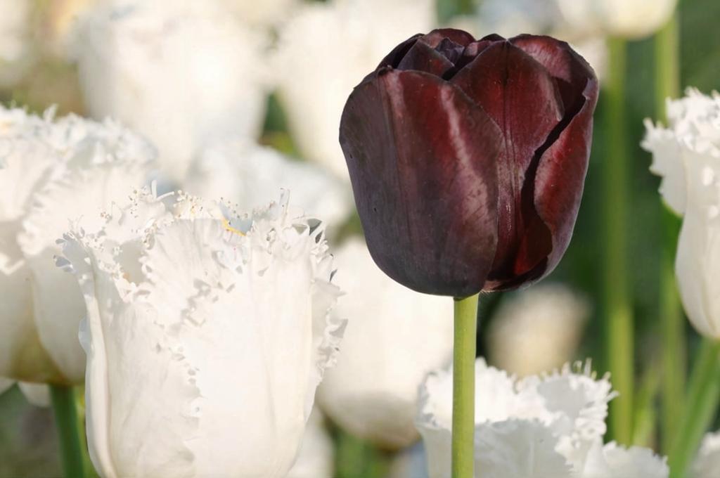 Tulipán reina de la noche, el más oscuro de todos