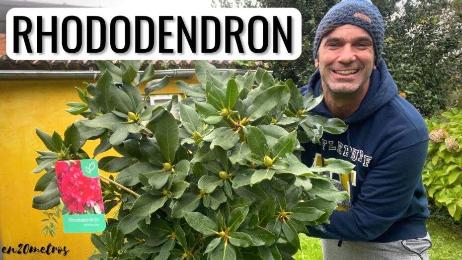 Cuidados del rododendro en maceta: Guía completa de experto en plantas y botánica.
