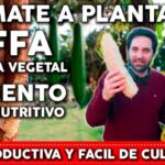 Cultivo de Luffa, la esponja vegetal: guía completa Cultivo de Luffa, la esponja vegetal: guía completa