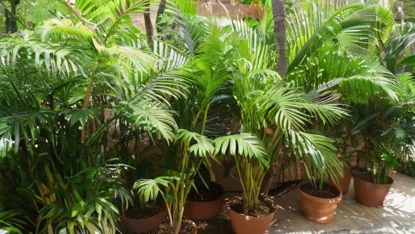 Palmeras: todo sobre estas plantas