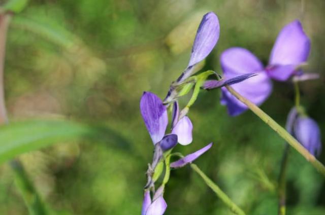 Violeta de los Pirineos (Viola cornuta)