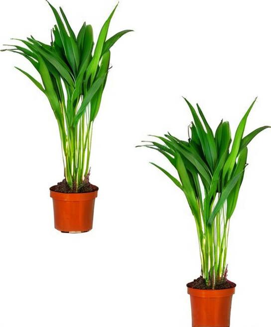 Palmeras naturales de exterior: cómo hacerte con las mejores