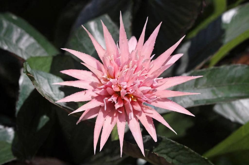 Problemas y soluciones para bromelias: plagas, enfermedades y cuidados