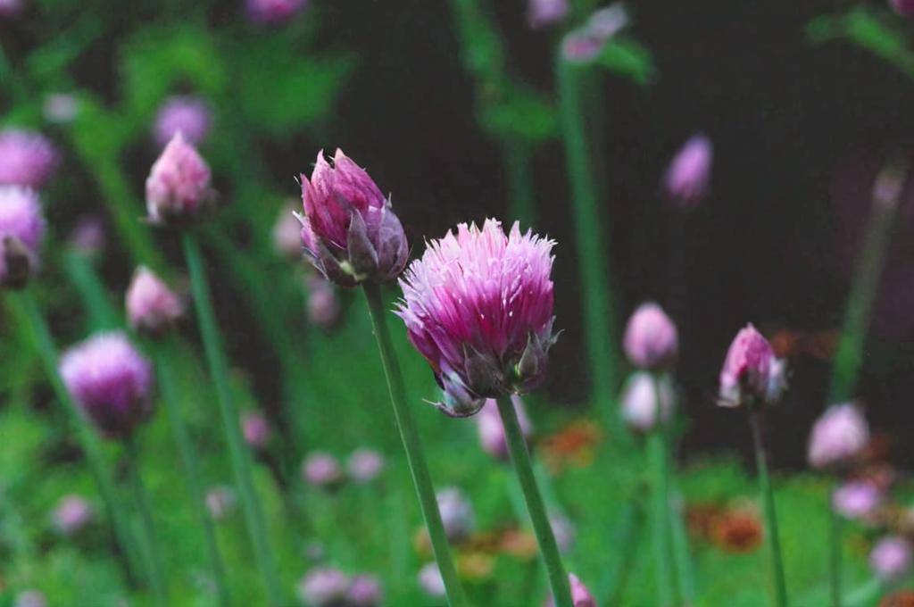 10 plantas con flores para tomar en tus ensaladas de verano