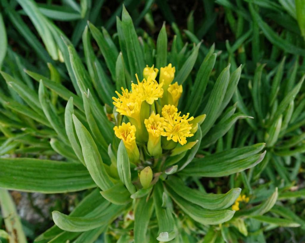 Senecio barbertonicus: características principales y cuidados