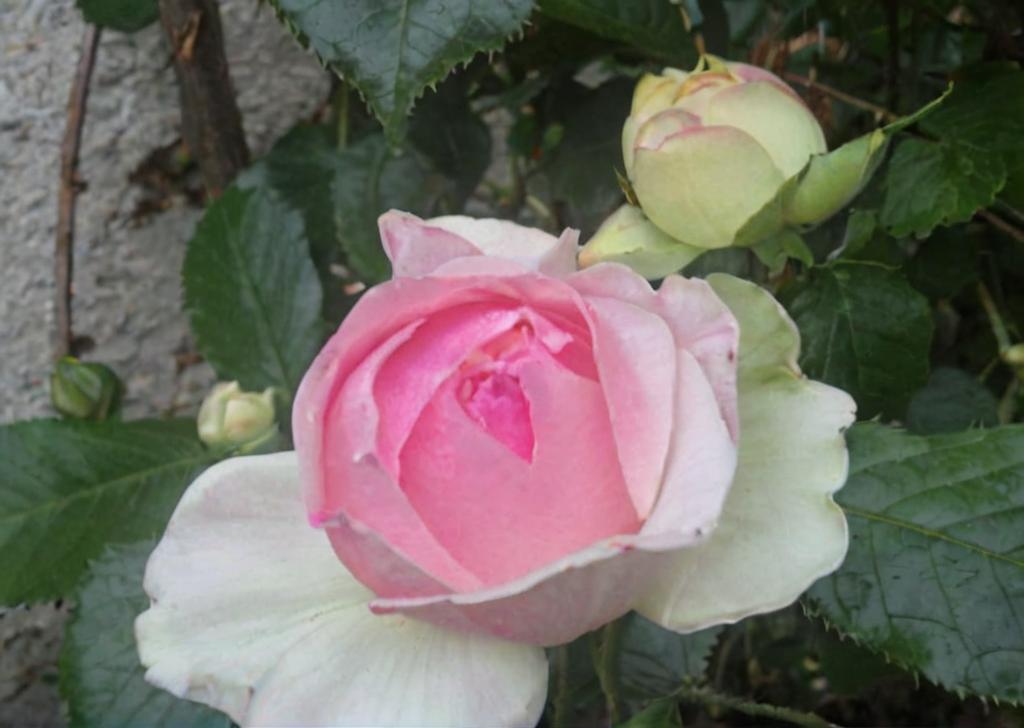Rosa ‘Pierre de Ronsard’: características y cuidados principales