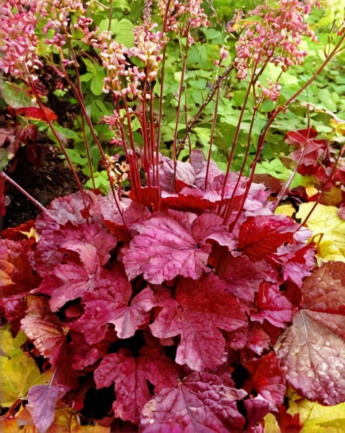 8 plantas con hojas rosadas que debes conocer
