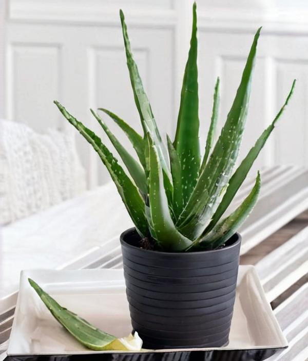 6 plantas que simbolizan suerte y gratitud