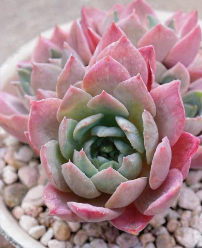 8 plantas con hojas rosadas que debes conocer
