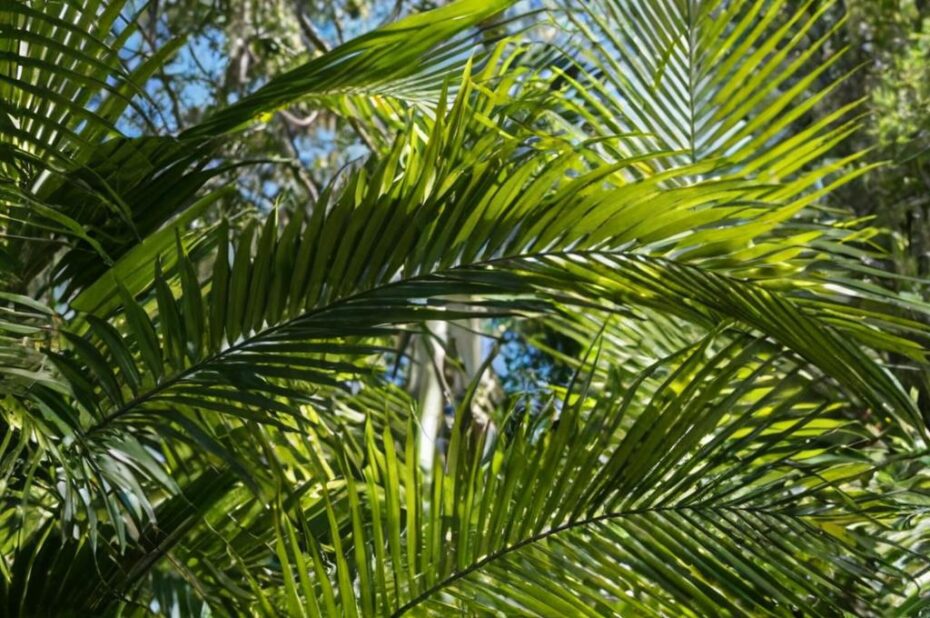 ¿Las palmeras son de sol o sombra?
