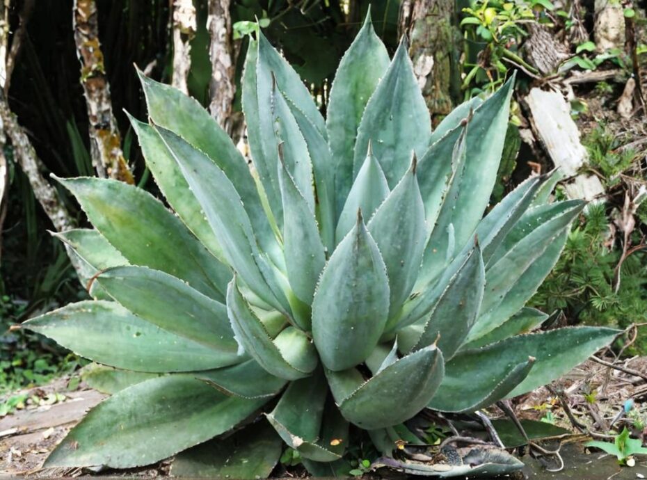 Contraindicaciones del aloe vera