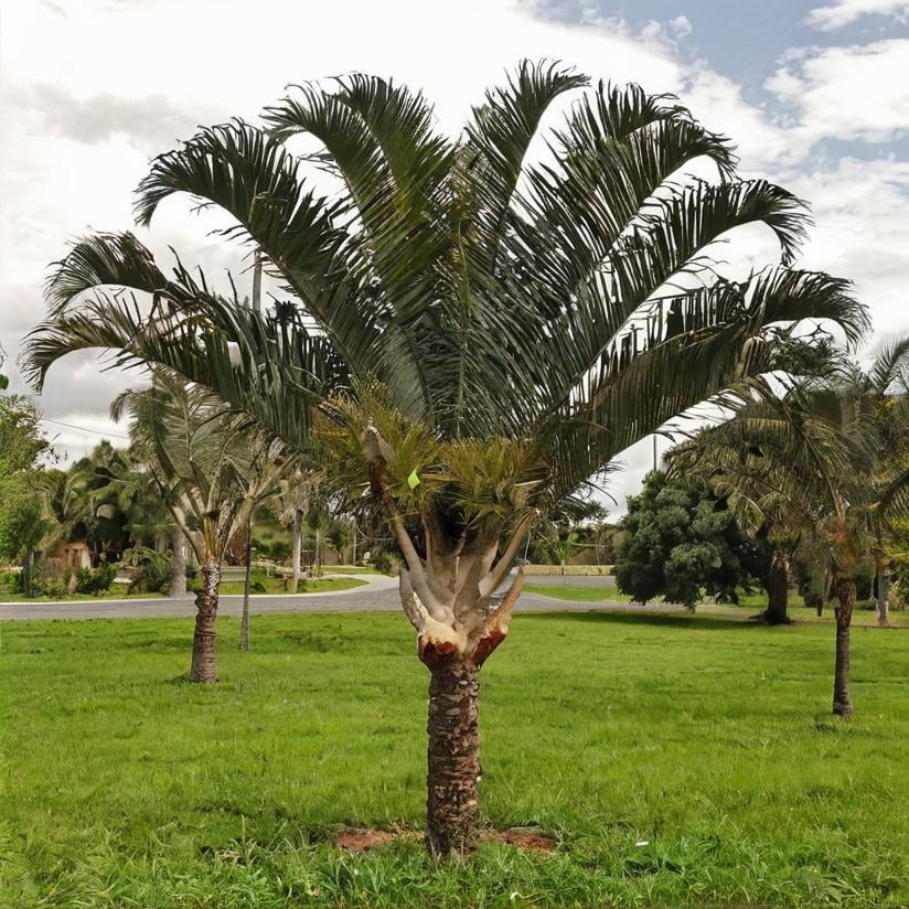 Palmeras: todo sobre estas plantas
