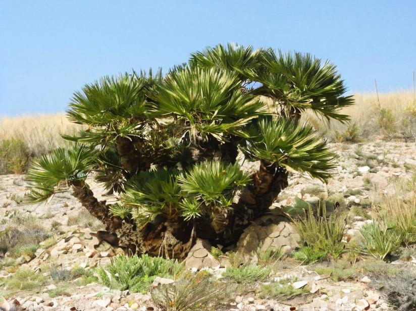 Palmeras: todo sobre estas plantas