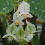 Cómo reproducir una begonia maculata Cómo reproducir una begonia maculata