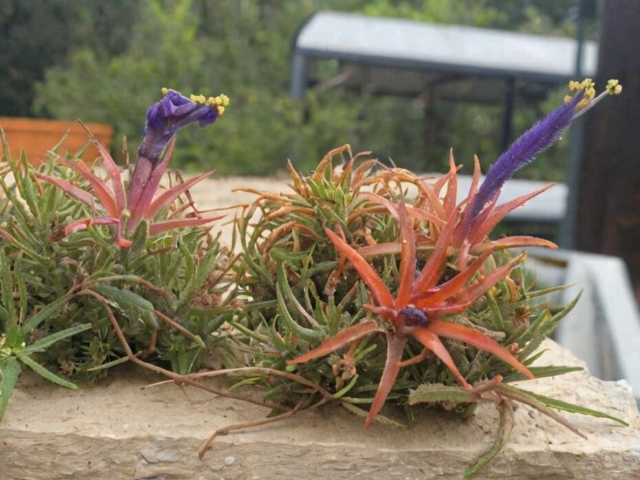 9 Ideas originales para regalar plantas de aire a tus invitados de boda