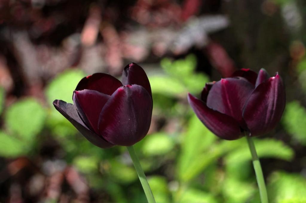 Tulipán reina de la noche, el más oscuro de todos