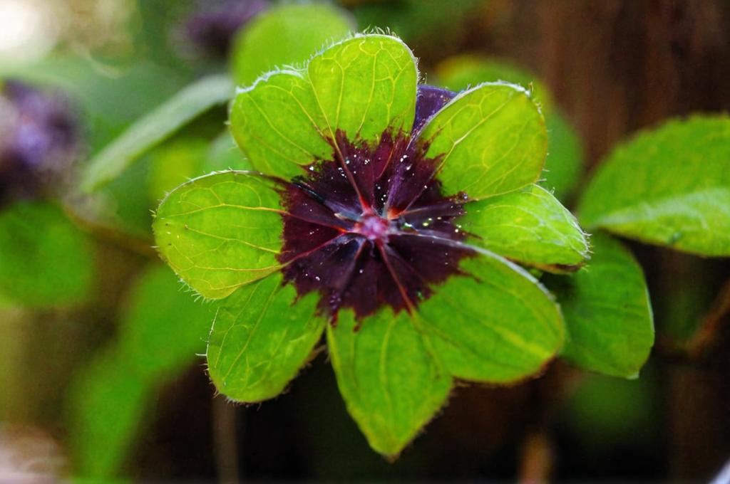 Oxalis tetraphylla: características y cuidados principales