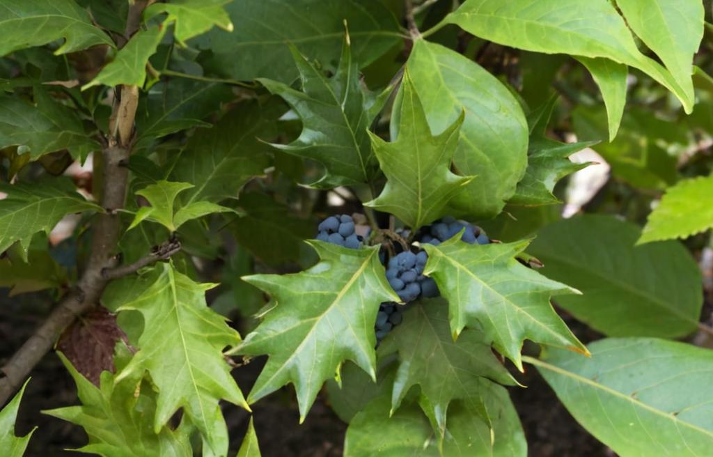 Osmanthus heterophyllus: características principales y cuidados