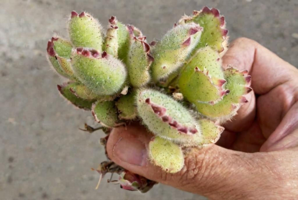 Cotyledon tomentosa variegata: características y cuidados principales