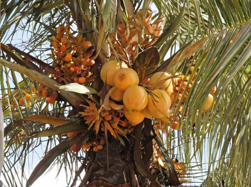 Palmeras: todo sobre estas plantas
