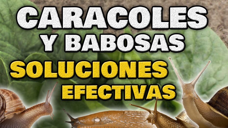 Elimina caracoles y babosas: Descubre los mejores productos para combatirlos