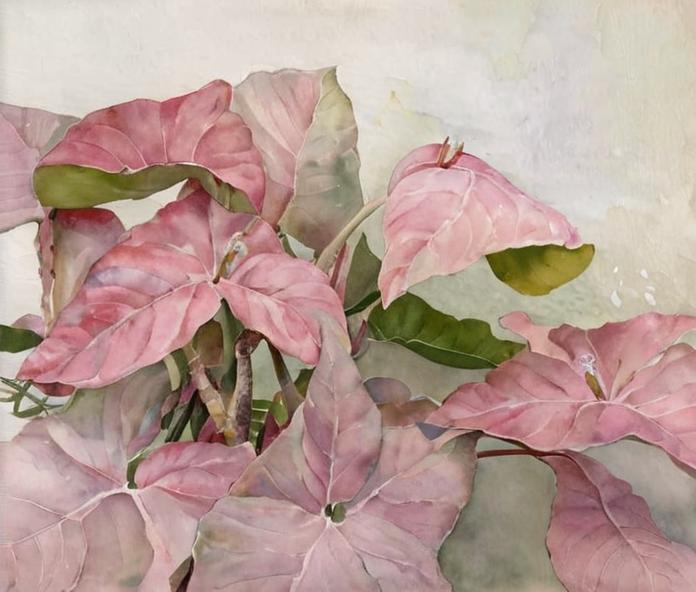 8 plantas con hojas rosadas que debes conocer