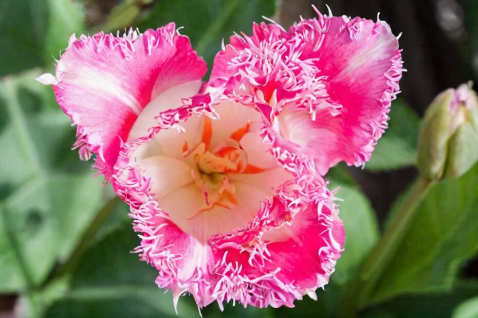 Tulipán Fancy Frills: Qué es y curiosidades