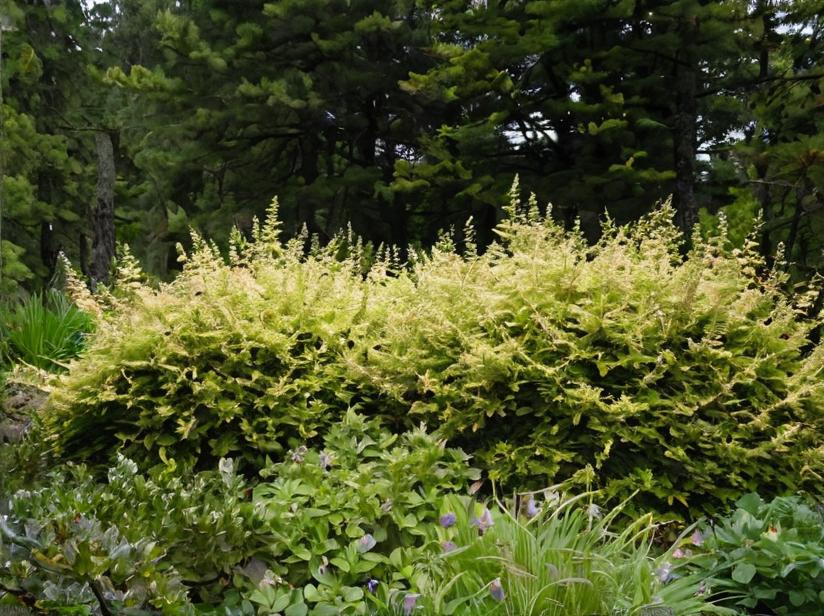 Madreselva de hoja (Lonicera nitida)
