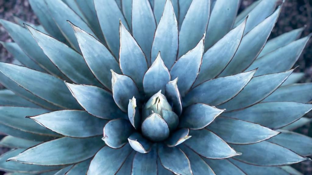 Plantas con formas originales que añadirán un toque único a tu jardín