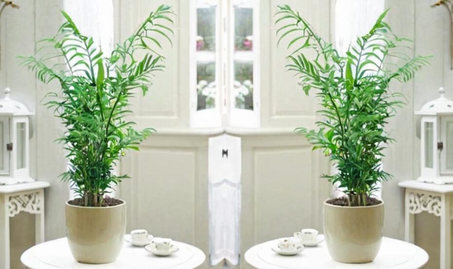 7 tipos de palmeras para salón que lo llenarán de vida