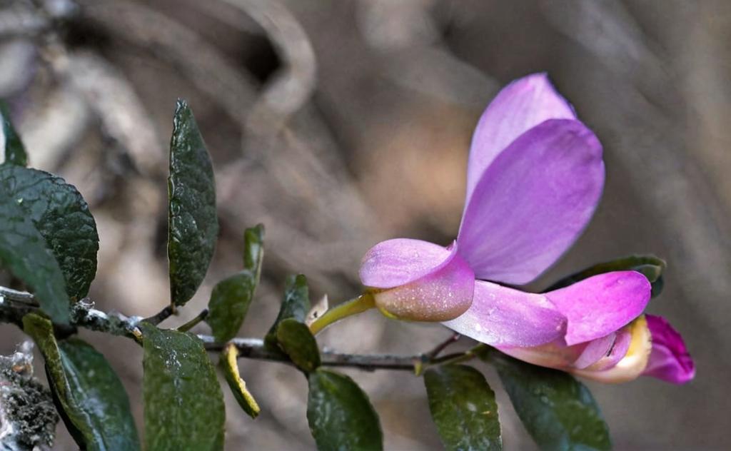 Polygala de Webb: De Marruecos a la península ibérica