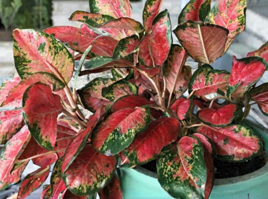 La ciencia y la función que hay detrás del pigmento rosado en algunas plantas de hojas rosas