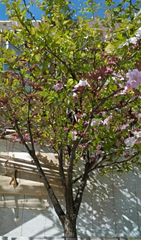 Plantas y árboles vinculados al cristianismo