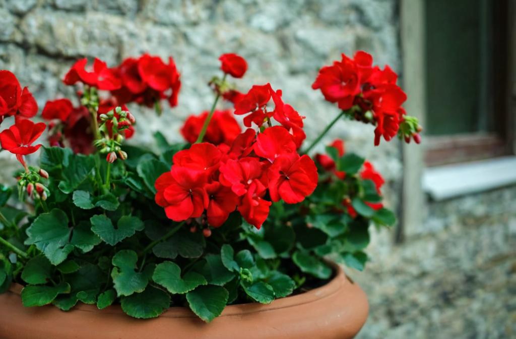 Plantas de sol directo que florecen todo el año