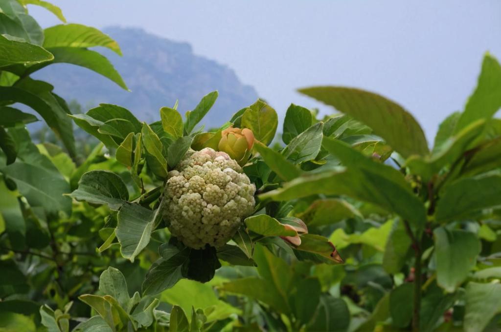 Annona squamosa el árbol cuyos frutos son parecidos a las chirimoyas