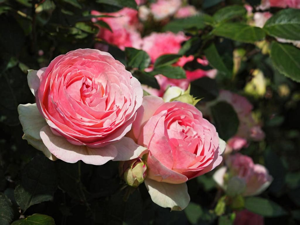 Rosa ‘Pierre de Ronsard’: características y cuidados principales