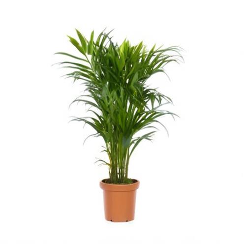 Palmeras naturales de exterior: cómo hacerte con las mejores