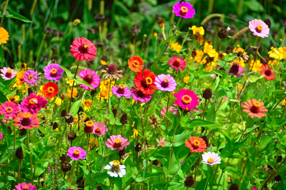 Flores silvestres rojas y lilas: Descubre la belleza y diversidad botánica