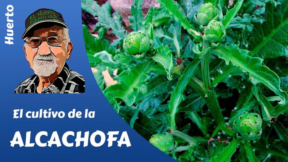 Guía completa de poda de la alcachofa: todo lo que necesitas saber