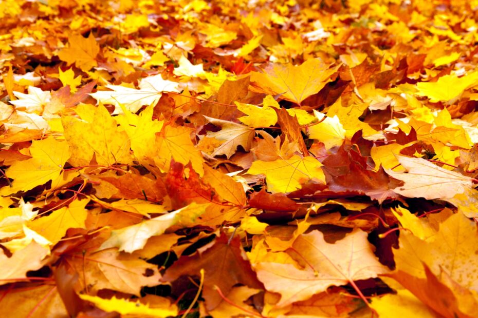 Enfermedades y soluciones en el olivo Hoja amarilla Guía práctica