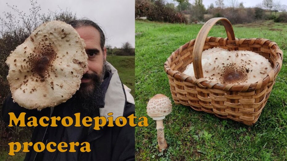 Lepiota Descubre Las Caracter sticas Y Peligros De Estas Setas T xicas Lepiota Descubre Las Caracter sticas Y Peligros De Estas Setas T xicas