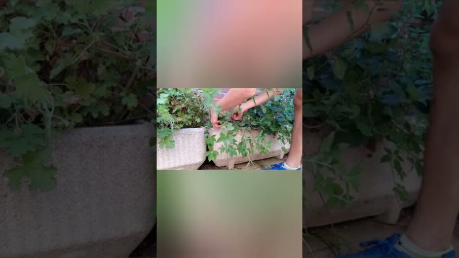 Menta chocolate: Conoce todo sobre la variedad Mentha x piperita ‘Citrata’