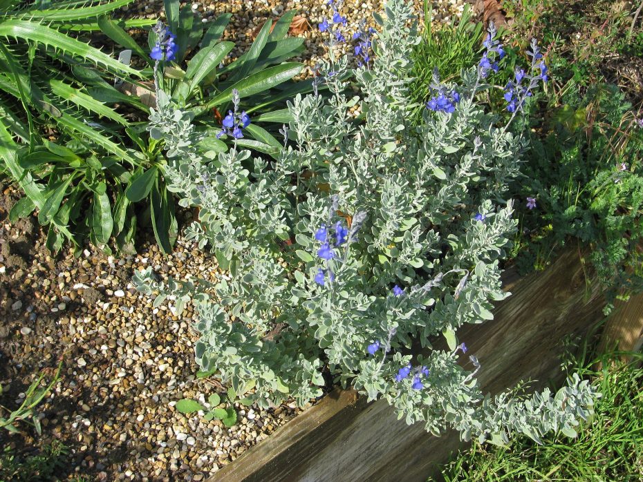 Salvia mexicana azul: Descubre los encantos de la Salvia chamaedryoides