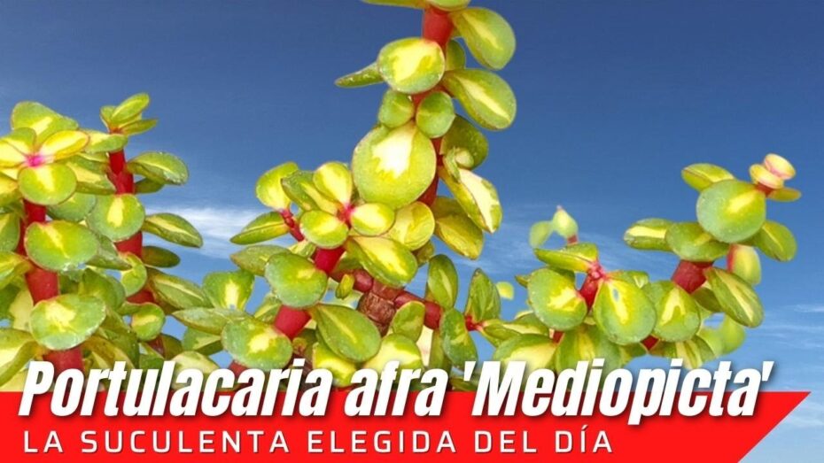 Variegata de Portulacaria afra: La guía completa sobre esta planta y su increíble variedad